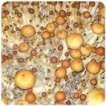 Псилоцибиновые (галлюциногенные)  грибы Psilocybin "Golden Teacher" в Биробиджане