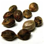 Семена марихуаны АК-47  (Seeds AK-47) в Биробиджане